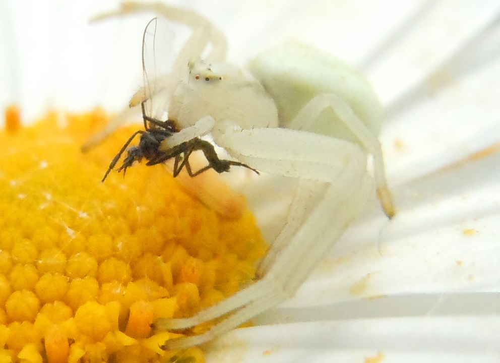 Misumena vatia - Agnano (NA)